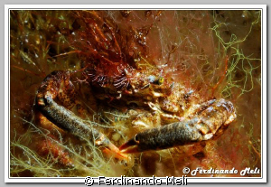 Camouflage of a crab (Maja squinado). by Ferdinando Meli 